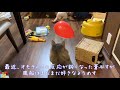 風船好きな猫 ノルウェージャンフォレストキャット cat that likes balloons