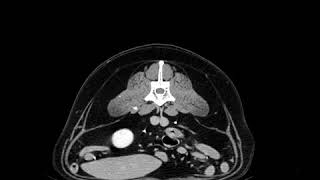 Tomografia komputerowa u psa w klinika Kurosz
