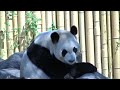 toronto zoo panda da mao waking up in 10 seconds