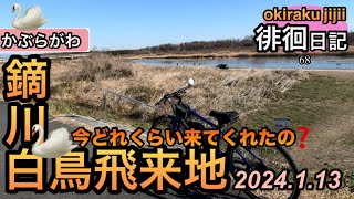 【群馬】okiraku jijii徘徊日記　#群馬県 #高崎市 #白鳥飛来地 #車載動画 #電動アシスト自転車 #鏑川 #新鏑川橋