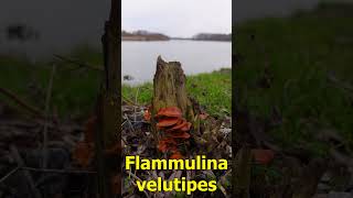 Mushroom on a tree stump Flammulina velutipes #shorts