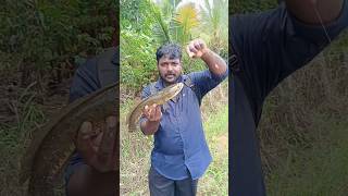 കൈ ചൂണ്ടയിൽ വരാല് പിടിച്ചപ്പോൾ 🥰#fishing #shortsfeed #catchingfish #snakeheadfish #fishingshorts