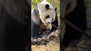 一座胖大海 憨憨的样子超级可爱 #panda #大熊猫 #玩的开心 #cutepanda