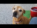 What the Vets won't tell you! How to kill Heartworms! Also Prevent getting them. What the Vets won't tell you! How to kill Heartworms! Also Prevent getting them.
