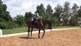 Retraining the Standardbred - trot techniques