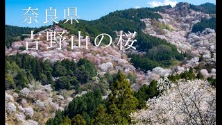 吉野山の桜 ＃桜＃吉野山＃旅行