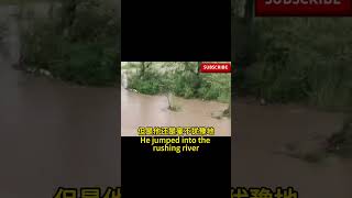 狗媽媽在洪水中救起自己的全部孩子 The dog mother saved all her children in the flood #pets #dog