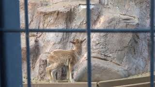 【夢見ヶ崎動物公園】生後1週間のマーコールの赤ちゃん。笑ってコラえてで菅田将暉が訪れた動物園 Markhor baby ,  ZOO, KAWASAKI, JAPAN 2018.05.12