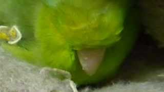 巴ちゃんのクチバシとぎとぎの音　 ～parrotlet beak sharpener～