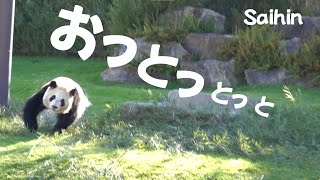 アドベンチャーワールド彩浜🐼お正月だよ絶好調🌈彩ちゃんの３回連続でんぐり返し～👏👏