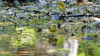 河口湖フィールドセンターのメジロとノジコ（雄）の水浴び　その１（4K60P動画）