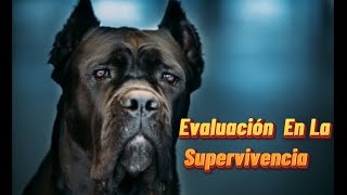 Cane Corso Evaluación A Tu Compañero En La Supervivencia