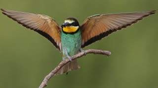 Bee eater with prey in flight