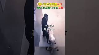 襲い掛かる犬達から愛犬を守る女性#dog#shorts #respect #rescue #犬