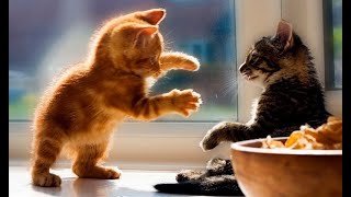 😺 Самые смешные и милые котята в мире! 🐈 Лучшие видео с котами и котятами! 😸