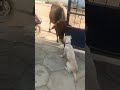 கட்ட துரைக்கு கட்டம் சரி இல்ல😁 dog dogslife cow fun funny comedy comedyvideo trending