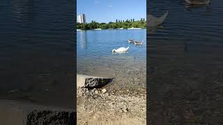Kiesgrube Leuben und meine Tier/Wasserfreunde... bin seit 1995 in dobritz/Altdobritz. breitscheidstr