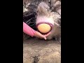 ostrich laying eggs