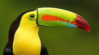 Toucan Bird With Biggest And Colorful Beak