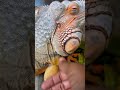 another satisfying ear shed pet pets animals foryou asmr satisfying satisfyingvideo