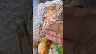 ANOTHER SATISFYING EAR SHED #pet #pets #animals #foryou #asmr #satisfying #satisfyingvideo