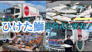 【香川のブランド魚「ひけた鰤」出荷式2024】初出荷に密着！その魅力に迫る！