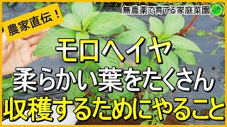 【モロヘイヤ】長くたくさん収穫するための摘芯・追肥のコツ 【有機農家直伝！無農薬で育てる家庭菜園】　23/7/20