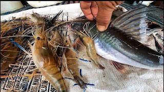 hasil angkat lukah udang galah dan umpan tajur disambar baung lawi