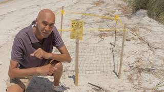 Saving a Species: Sea Turtles -- Against the Odds (Part 1) | SeaWorld®