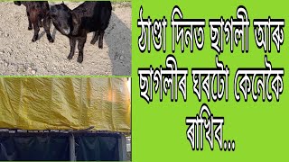 ঠাণ্ডা দিনত ছাগলীৰ ঘৰটো কেনেকৈ ৰাখিব... (Goat Farming in Assam) M-7002283104