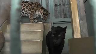 ジャガーの卯月佐助とミワの同居【愛媛県立とべ動物園】