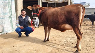 3 Jersey Cows for Sale, 3 ਗਾਵਾਂ ਵਿਕਾਊ