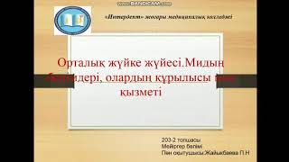 Орталық жүйке жүйесі. Мидың бөлімдері олардың құрылысы мен қызметі