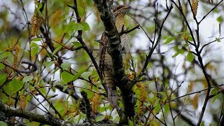 Eurasian wryneck call song Vendehals Вертишейка Torcol fourmilier Draaihals Wendehals Torcecuello 蚁鴷