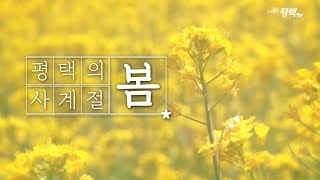 [명품평택] 너와 함께 걸었던 평택의 4계절 '봄'