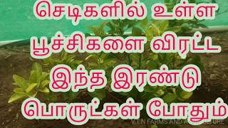 செடிகளில் உள்ள பூச்சிகளை விரட்ட இது போதும்!!