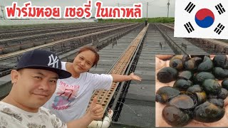 บรรยากาศฟาร์มหอยเชอรี่ ในเกาหลี Golden appple snail farm #in korea 20/9/2019