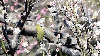 立春に見ごろ迎えた梅の花　熱海、例年より２週間早く