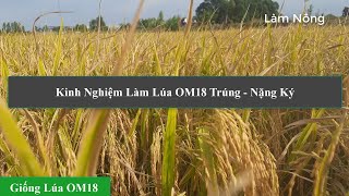 KINH NGHIỆM TRỒNG LÚA OM18: GIÚP LÚA XANH LÁ ĐÒNG - NẶNG KÝ | Làm Nông