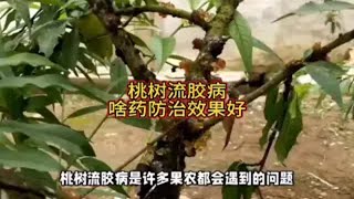 桃树流胶病，啥药防治效果好