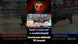 สนามกีฬาชนโคทุ่งโพธิ์|โหนดศิริชัยใจเย็น2 vs โหนดแสนเชิง|12-1-2567