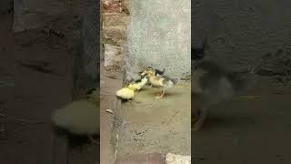 🌀🌀 மின் தொட்டி கட்டியாச்சு ⁉️💥✨ #tamil #reels #fishing #petscorner #egg #duck #chickenfood #yt