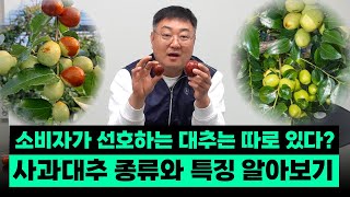 어떤 대추를 심으면 좋을까요? 수익성을 비롯한 품종별 특징과 재배 꿀팁 공개