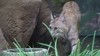 可愛い❣️ボブキャットのソラちゃん　王子動物園　2023年7月20日　00008