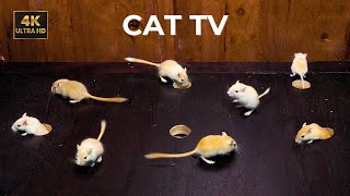 Cat TV 🐾 Mice Hide and Seek for Cats playing on Screen | Videos for Cats to Watch | 8 Hours 4K 60fps