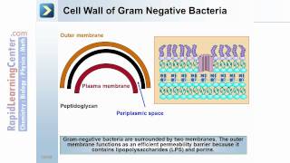 Rapid Learning: Prokaryotes and Protists - What are Prokaryotes?