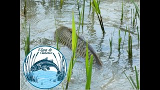 Moment magique où les carpes émergent de leur sommeil hivernal.