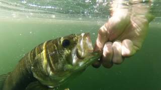 CRAZY Topwater lure! The Jackall POMPADOUR!