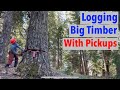 Harvesting Big Timber Without Heavy Equipment