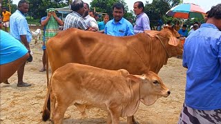 @আজ 12 August  24 | বাছুর সহ গাভী গরুর দাম | gavi goru dam | রানীগঞ্জ হাট |দিনাজপুর |